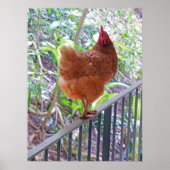 Rhode Island Red Hen Poster (Voorkant)