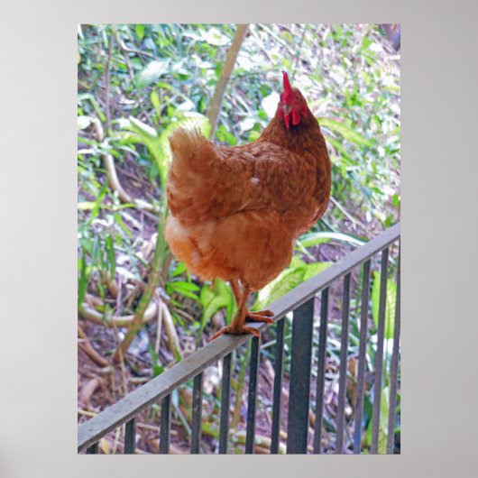 Rhode Island Red Hen Poster (Voorkant)