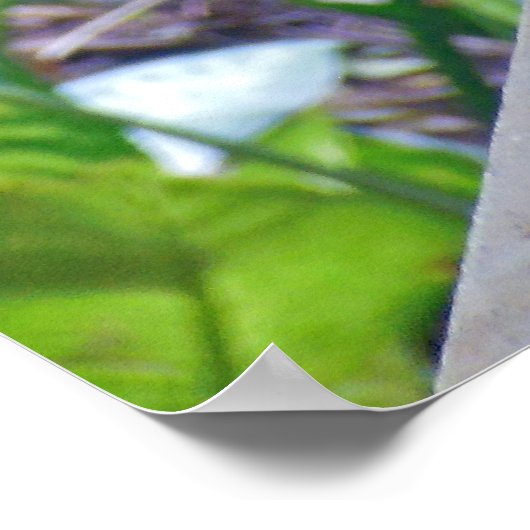 Rhode Island Red Hen Poster (Hoek)