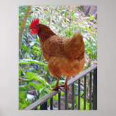 Rhode Island Red Hen Poster (Voorkant)