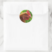 Rhode Island Red Hen Ronde Sticker (Tas)