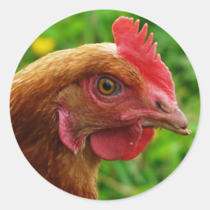 Rhode Island Red Hen Ronde Sticker