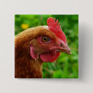 Rhode Island Red Hen Vierkante Button 5,1 Cm