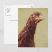 Rhode Island Red Pullet - Chicken Afbeelding Briefkaart (Voorkant / Achterkant)
