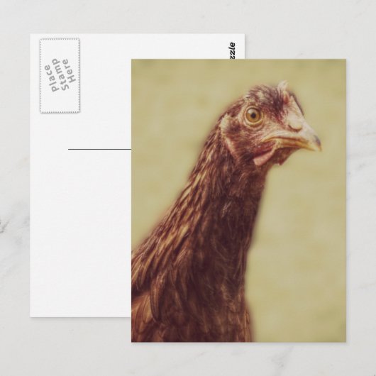 Rhode Island Red Pullet - Chicken Afbeelding Briefkaart (Voorkant / Achterkant)