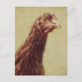 Rhode Island Red Pullet - Chicken Afbeelding Briefkaart (Voorkant)