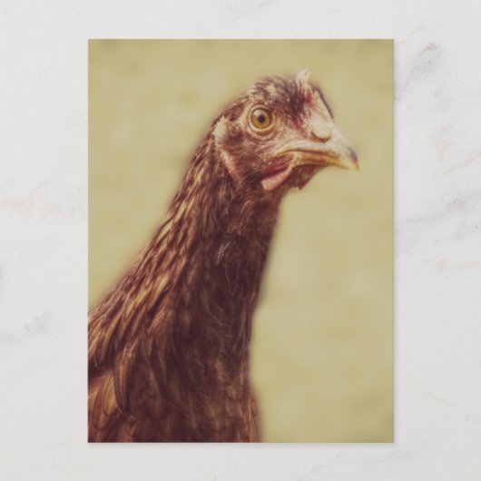 Rhode Island Red Pullet - Chicken Afbeelding Briefkaart (Voorkant)