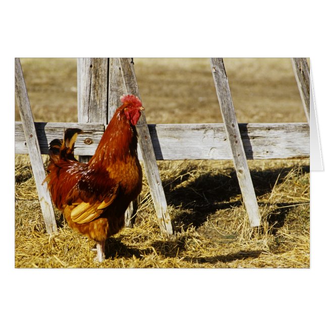 Rhode Island Red Rooster (Voorkant Horizontaal)