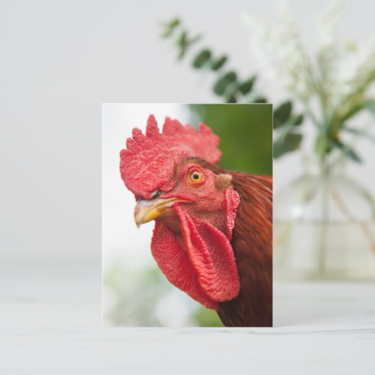 Rhode Island Red Rooster Briefkaart (Staand voorkant)
