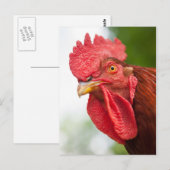 Rhode Island Red Rooster Briefkaart (Voorkant / Achterkant)