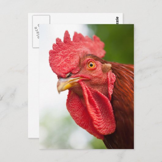 Rhode Island Red Rooster Briefkaart (Voorkant / Achterkant)
