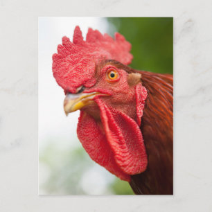 Rhode Island Red Rooster Briefkaart