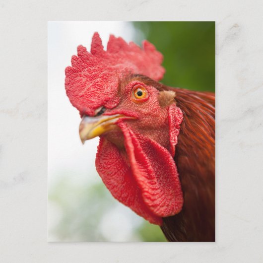 Rhode Island Red Rooster Briefkaart (Voorkant)