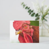 Rhode Island Red Rooster Briefkaart (Staand voorkant)