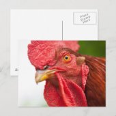 Rhode Island Red Rooster Briefkaart (Voorkant / Achterkant)