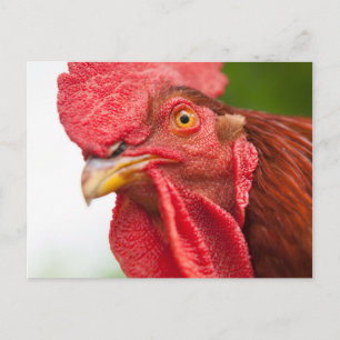 Rhode Island Red Rooster Briefkaart