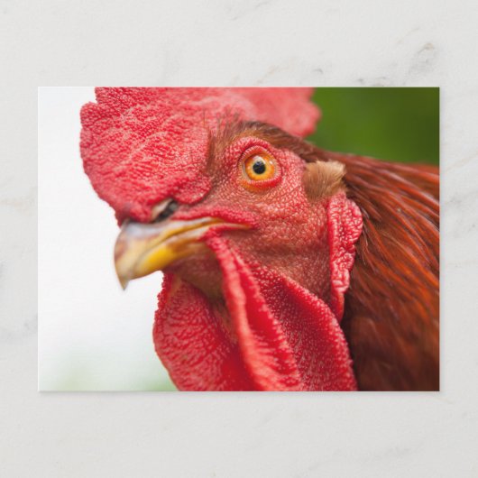 Rhode Island Red Rooster Briefkaart (Voorkant)