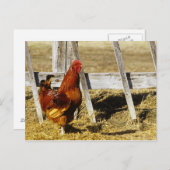 Rhode Island Red Rooster Briefkaart (Voorkant / Achterkant)