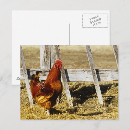 Rhode Island Red Rooster Briefkaart (Voorkant / Achterkant)