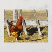 Rhode Island Red Rooster Briefkaart (Voorkant)