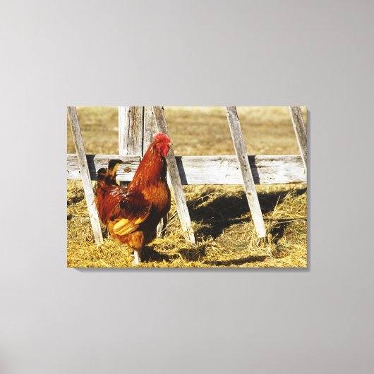 Rhode Island Red Rooster Canvas Afdruk (Voorkant)