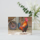 Rhode Island Red Rooster Crowing in Barnyard Briefkaart (Staand voorkant)