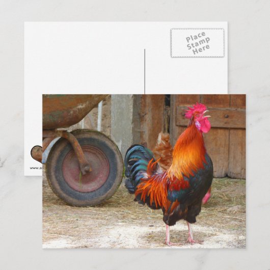 Rhode Island Red Rooster Crowing in Barnyard Briefkaart (Voorkant / Achterkant)