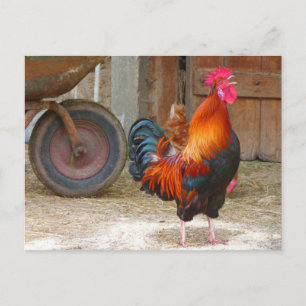 Rhode Island Red Rooster Crowing in Barnyard Briefkaart