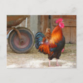 Rhode Island Red Rooster Crowing in Barnyard Briefkaart (Voorkant)