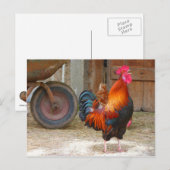 Rhode Island Red Rooster Crowing in Barnyard Briefkaart (Voorkant / Achterkant)