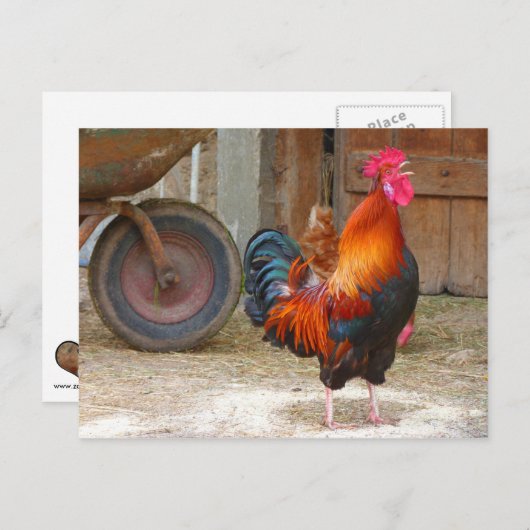 Rhode Island Red Rooster Crowing in Barnyard Briefkaart (Voorkant / Achterkant)