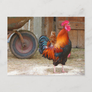 Rhode Island Red Rooster Crowing in Barnyard Briefkaart