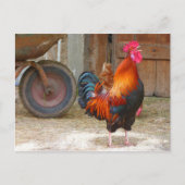 Rhode Island Red Rooster Crowing in Barnyard Briefkaart (Voorkant)