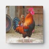 Rhode Island Red Rooster Crowing in Barnyard Fotoplaat (Voorkant)