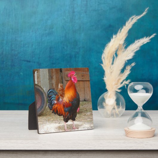 Rhode Island Red Rooster Crowing in Barnyard Fotoplaat (Insitu)