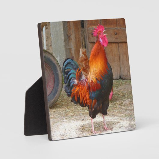 Rhode Island Red Rooster Crowing in Barnyard Fotoplaat (Voorkant)