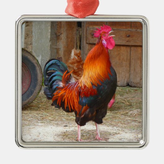 Rhode Island Red Rooster Crowing in Barnyard Metalen Ornament (Voorkant)