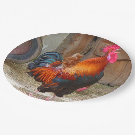 Rhode Island Red Rooster Crowing in Barnyard Papieren Bordje (Gekanteld)