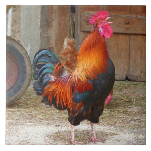 Rhode Island Red Rooster Crowing in Barnyard Tegeltje (Voorkant)