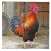 Rhode Island Red Rooster Crowing in Barnyard Tegeltje (Voorkant)