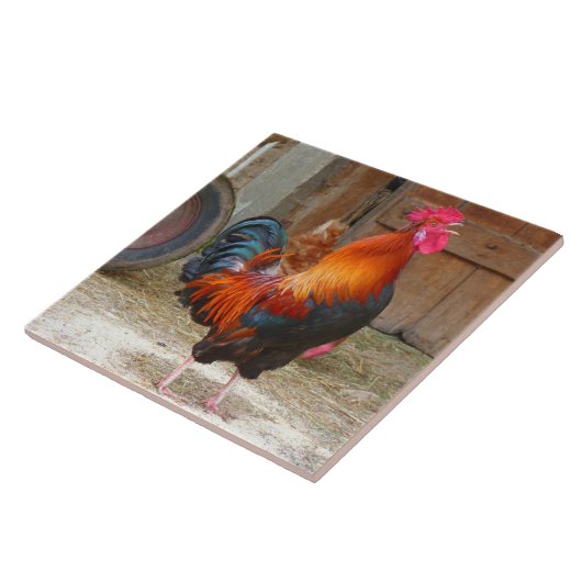 Rhode Island Red Rooster Crowing in Barnyard Tegeltje (Zijkant)
