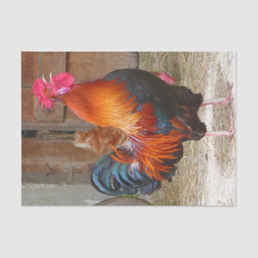 Rhode Island Red Rooster Crowing in Barnyard Tissuepapier (Voorkant)