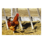 Rhode Island Red Rooster Foto Afdruk (Voorkant)