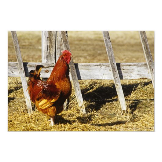 Rhode Island Red Rooster Foto Afdruk (Voorkant)
