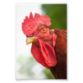 Rhode Island Red Rooster Foto Afdruk (Voorkant)