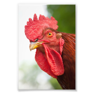 Rhode Island Red Rooster Foto Afdruk