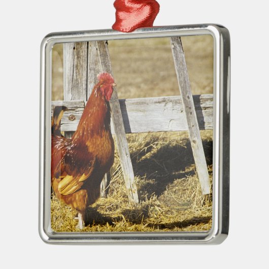 Rhode Island Red Rooster Metalen Ornament (Links)