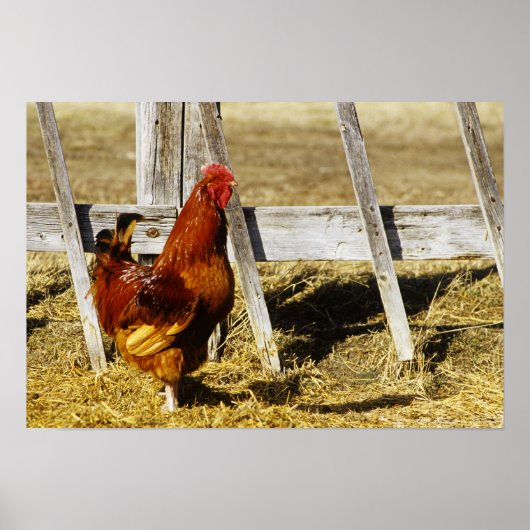 Rhode Island Red Rooster Poster (Voorkant)