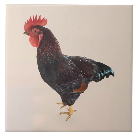 Rhode Island Red Rooster Tegeltje (Voorkant)