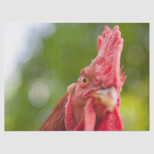 Rhode Island Red Rooster Tissuepapier (Voorkant)